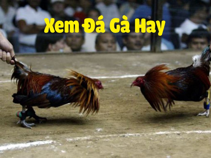 Trải Nghiệm Đá Gà Trực Tiếp Ở Thomo